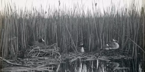 James Parry - The life of bird photographer Emma Turner