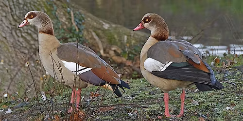 Wednesday Wander - Bird Watching