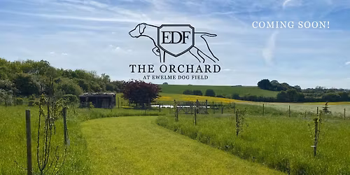 Social Session Small Dogs