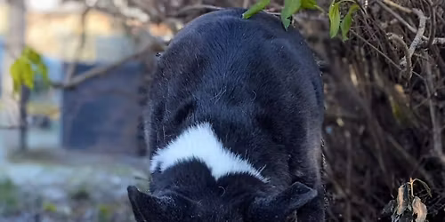 Mantrailing Anf\u00e4nger Workshop 