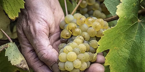 New Releases from the Loire Valley