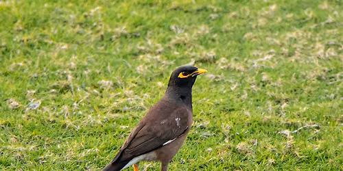 Bird Spotting Strolls: Gunnersbury Park