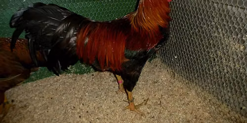 Memori\u00e1l Jana Berkovce