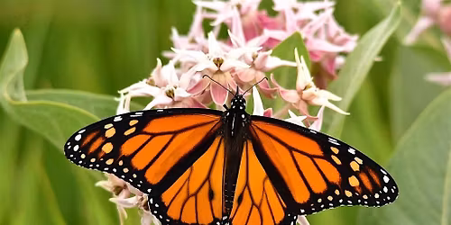Butterfly Fest @ The Greenhouse! SUNDAY AUG 24TH.