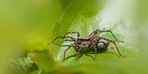 Spiders! Not-so-creepy crawlers