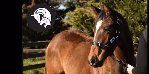 2026 Weanling & Yearling Tour