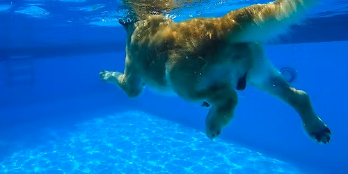 NEW!! VANCOUVER ISLAND - Introduction to Canine Hydrotherapy