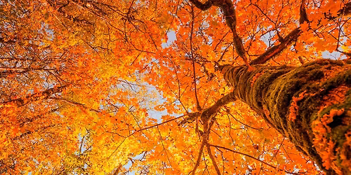 Fall Foliage Walk