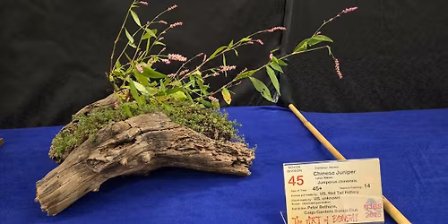 The Art of Bonsai: Getting Ready for Winter