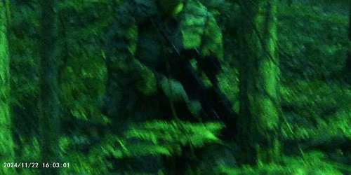 Open Battle: City Forest, Night Battle