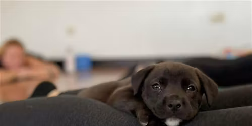 Rescue Puppy Yoga -  Improper City