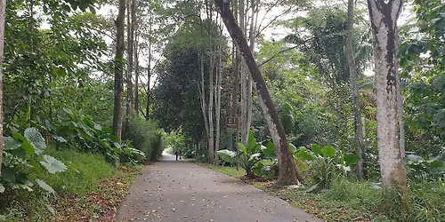 Ulu Sembawang Sunrise Trail