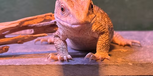 Feed the Lizards \ud83e\udd8e 