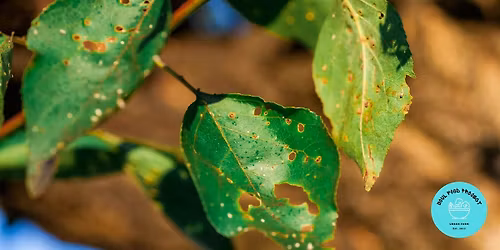 How To Identify Garden Pests [Free Workshop]