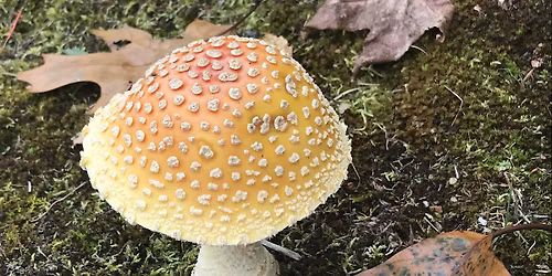 Fungi Frolic