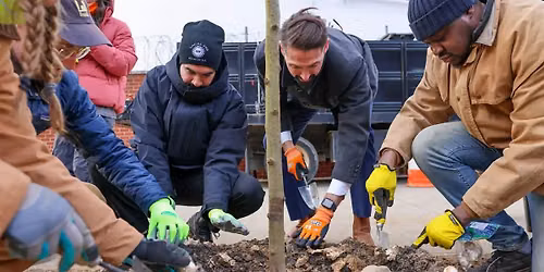 Street Tree Care in Bushwick