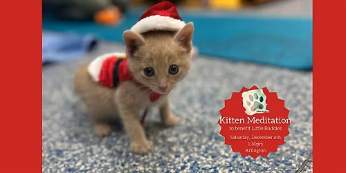 Kitten Meditation to Benefit Little Buddies Adoption + Humane Society