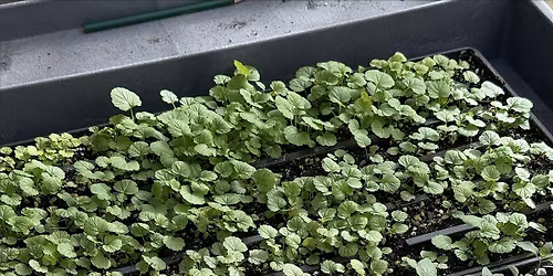 Gardener's Workshop: Perennial Seed Calendar Creation
