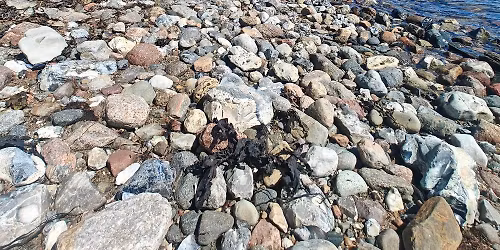 Stenderup Skovenes Trail Challenge 11-4-2026