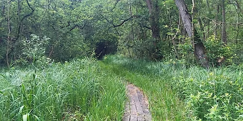 Autumn at Upton Broad and Marshes - a free guided walk