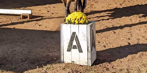 Baby Dressage Show