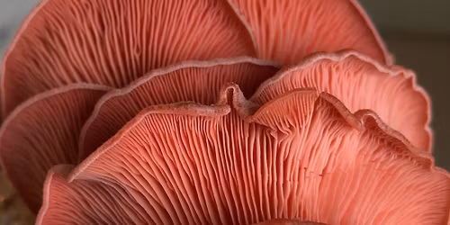 Formation-Atelier de culture de champignons \u2013 Fribourg