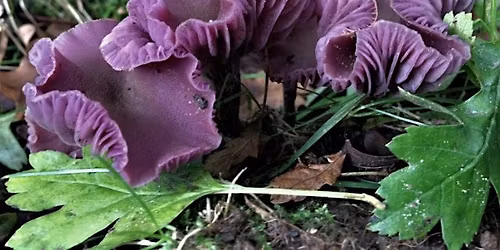 A Fungal Venture into Epping Forest