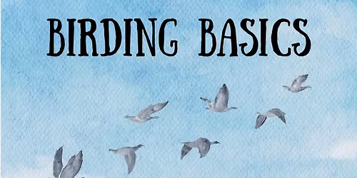 Birding Basics