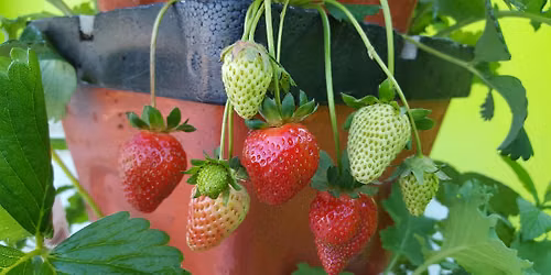 CTC Urban Garden Open House with Bloom and Riversmart Homes