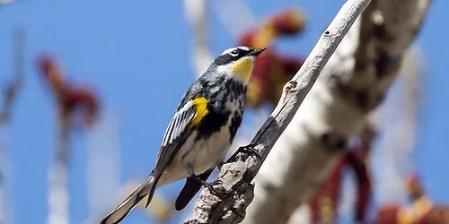 Teen Naturalists: Bird Songs of the Jungle