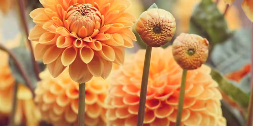 Fall Dahlia Care with the Portland Dahlia Society at Division