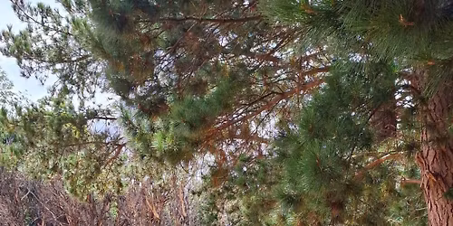 Ground and mounted archery rally