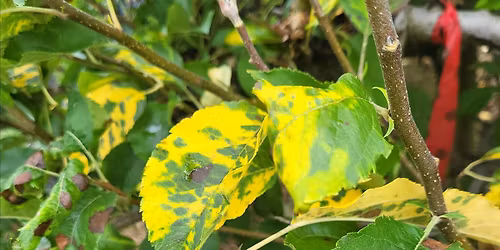 How To Diagnose Insects and Diseases In The Garden