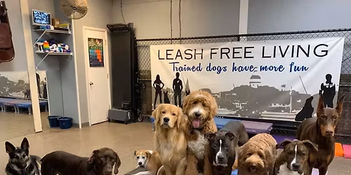 Companion Dog Group Class \/ 300L