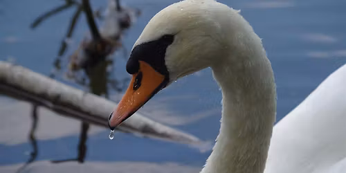Nosey Nature Natter - The  Birds of the Twelve Days  of Christmas