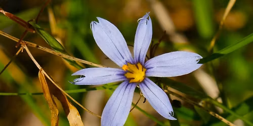 Spring Blooms at Sunset