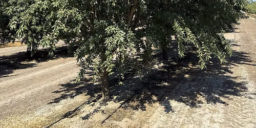 Sierra Gold Almond Variety Trial-Visalia Harvest Field Day
