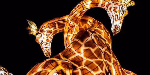 ZooLights Adult Nights