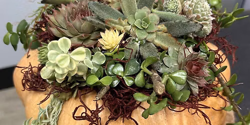 Succulent Pumpkin Centerpiece Workshop