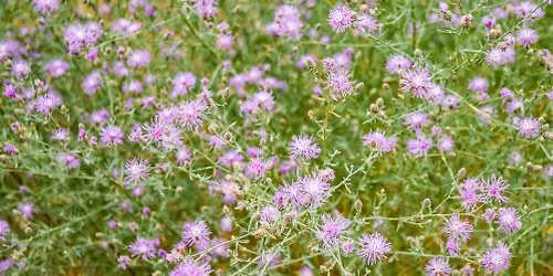 Volunteer Opportunity! Pulling Spotted Knapweed
