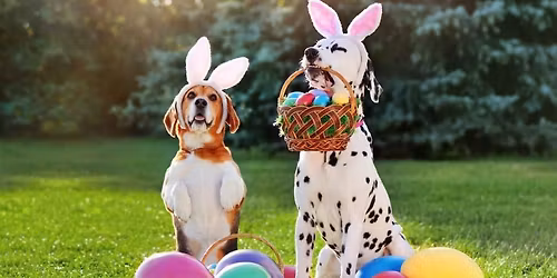 Doggie Easter Egg Hunt