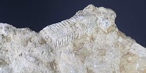 Silurian Trilobite Souvenirs