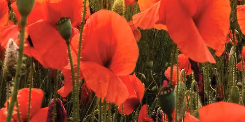 Cascadia Remembers: Poppies, Tulips and Maple Leaves