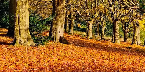 GV Buddy Autumn Walk \u2013 Roundhay Park