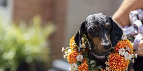 SIGN-UP FOR THE INAUGURAL KING\u2019S ROAD HALLOWEEN DOG PARADE