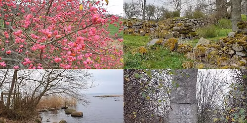 Det medeltida Alvastra