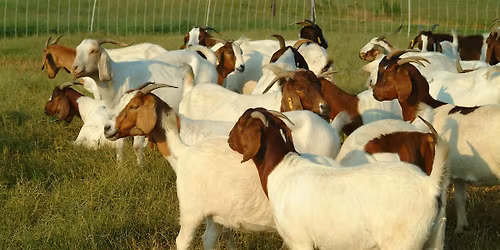 Small Ruminant Marketing