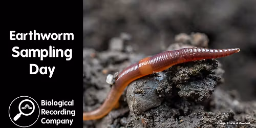 Earthworm Sampling Day