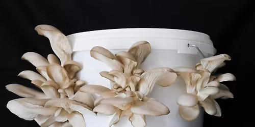 The Magic of Microbes: From Gut Health to Mushroom Growing