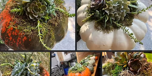Gourdgeous Succulent Workshop
